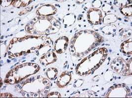 TTC32 Antibody (clone OTI5C12, Carrier-free)