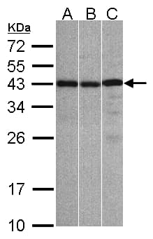 Polyclonal Rabbit anti-Human ZC3H8 Antibody (aa31-291, IHC, WB)