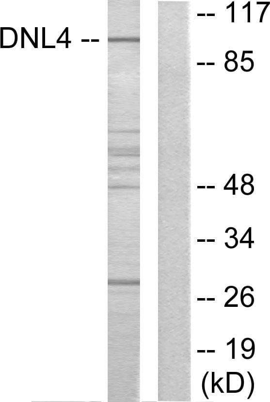 LIG4 / DNA Ligase IV Antibody