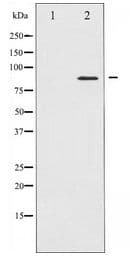 CD44 Antibody