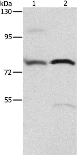 ATXN1 / SCA1 Antibody