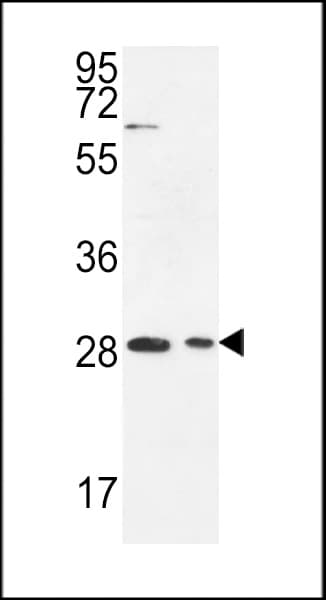 Polyclonal Rabbit anti-Human ERMN / Juxtanodin Antibody (aa113-141, WB)