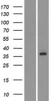 OR2AG2 / OR2AG Protein (Over-Expression Lysate Myc-DDK (Flag))