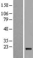 IFNA5 / Interferon Alpha 5 Protein (Over-Expression Lysate Myc-DDK (Flag))