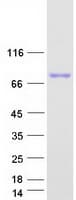 Human A1BG Protein (Recombinant Myc-DDK (Flag))