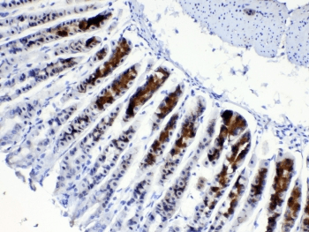 ALCAM / CD166 Antibody