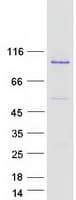 Human BCL2L13 / Bcl Rambo Protein (Recombinant Myc-DDK (Flag))