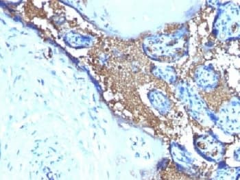 GYPA / CD235a / Glycophorin A Antibody (clone JC 159, Azide-free, BSA-free)