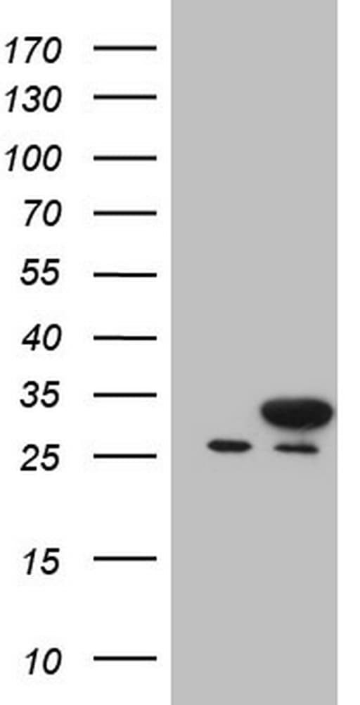 NUDT21 Antibody (aa2-227, clone OTI5B3, Carrier-free)