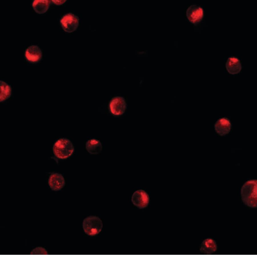 Polyclonal Rabbit anti-Human KPNA1 / Importin Alpha 5 Antibody (IF, WB)