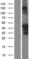PICK1 Protein (Over-Expression Lysate Myc-DDK (Flag))