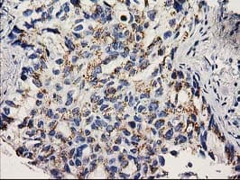 NUDEL / NDEL1 Antibody (clone OTI1C7, Carrier-free)
