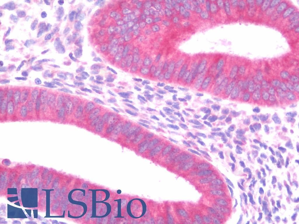 IHC-plus™ PIGR Antibody (clone 2G5)