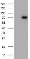 DDX59 Antibody (clone OTI3E9)