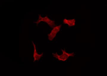 Polyclonal Rabbit anti-Human CUL2 / Cullin 2 Antibody (IHC, IF, WB)