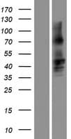 GJA8 / CX50 / Connexin 50 Protein (Over-Expression Lysate Myc-DDK (Flag))