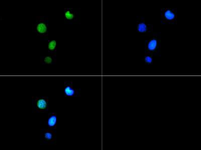 HIST3H3 Antibody (phospho-Thr6/Me3-Lys9)