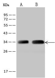 Polyclonal Rabbit anti-Human TTC19 Antibody (IF, WB)