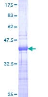 Human TCF7 Protein (Recombinant GST, N-terminus)