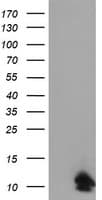 FXYD3 Antibody (clone OTI1A8)