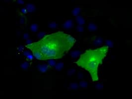 TLDC1 / KIAA1609 Antibody (clone OTI3C4, Carrier-free)