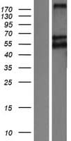 LRP11 Protein (Over-Expression Lysate Myc-DDK (Flag))