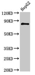 Polyclonal Rabbit anti-Human NR3C1/Glucocorticoid Receptor Antibody (IHC, IF, WB)