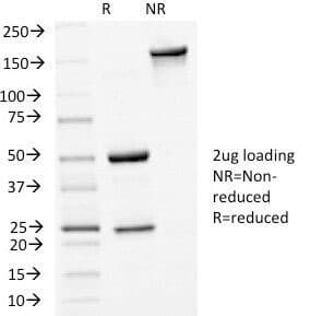 Monoclonal Mouse anti-Human CDH1 / E Cadherin Antibody (clone 4A2, Azide-free,BSA-free, IHC, IF, WB)