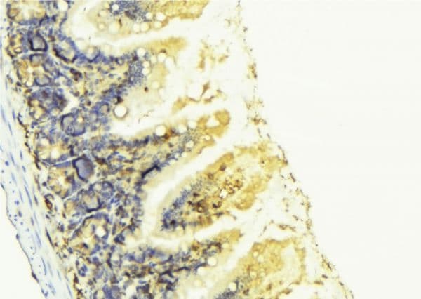 Polyclonal Rabbit anti-Human KNG1 / Kininogen / Bradykinin Antibody (IHC, IF, WB)
