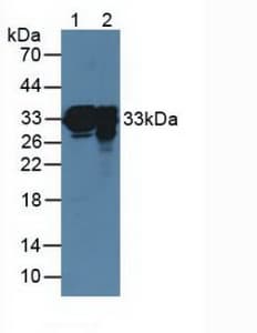 SFTPA1 / Surfactant Protein A Antibody (aa21-248, Biotin)