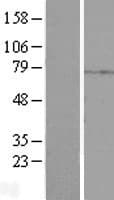 PRKACB Protein (Over-Expression Lysate Myc-DDK (Flag))