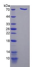 Mouse DPP9 Protein (Recombinant His-S)
