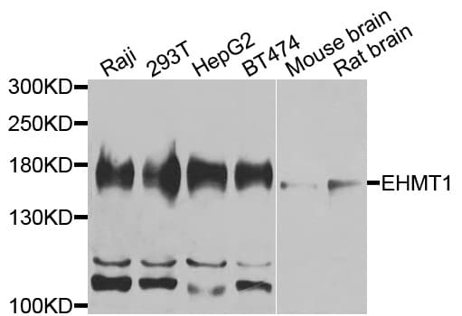 EHMT1 Antibody