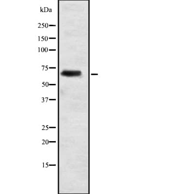ELL2 Antibody