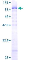 Human ZNF307 Protein (Recombinant GST)