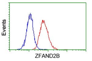 ZFAND2B Antibody (clone OTI3A5)
