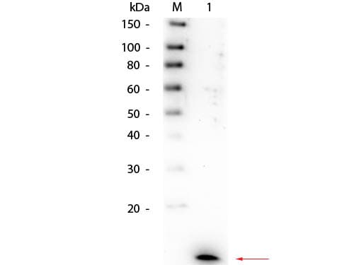 IL8 / Interleukin 8 Antibody