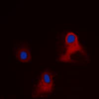IHC-plus™ EIF3L / EIF3EIP Antibody (N-Terminus)