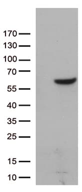 ZNF480 Antibody (clone OTI8E3)