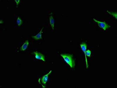 CALHM3 Antibody