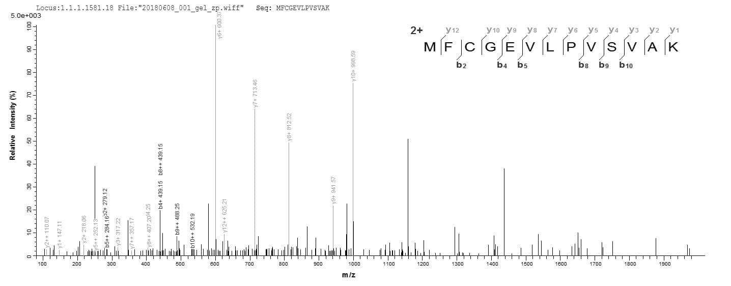 Bacillus subtilis dltA Protein (Recombinant 6His, N-terminus)