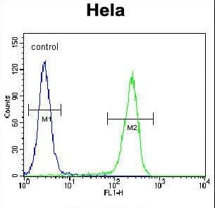 CRHR2 / CRF2 Receptor Antibody