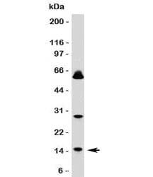 SUMO1 / SMT3 Antibody (clone S1MT-2)