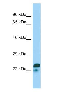 SPIN2A Antibody (aa27-76)