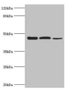 EIF4A1 Antibody (aa167-406)