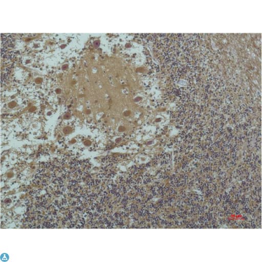 TUBA1B / Tubulin Alpha 1B Antibody