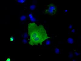 SNX9 / WISP Antibody (clone OTI1E2, Carrier-free)