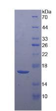 Mouse CRH / CRF Protein (Recombinant His)