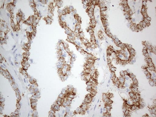 ZNF217 Antibody (aa730-1048, clone OTI2B1)