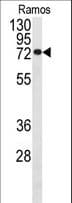 CDC25B Antibody (Ser353)